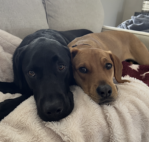 COOPER - Redbone Coonhound / Beagle available for adoption