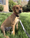 Cooper - Photo 4