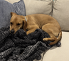 Cooper - Photo 6
