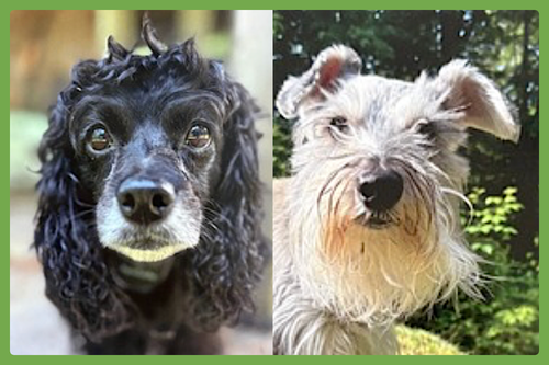 HARLEY AND MARVEL - Cockapoo / Miniature Schnauzer available for adoption