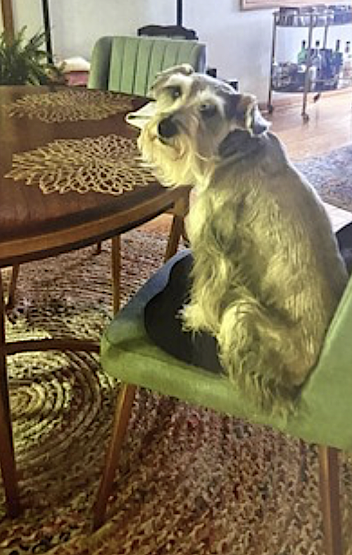 HARLEY AND MARVEL - Cockapoo / Miniature Schnauzer available for adoption