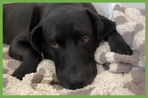 RILEY - Weimaraner / Labrador Retriever available for adoption