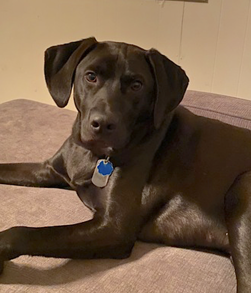 RILEY - Weimaraner / Labrador Retriever available for adoption