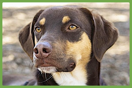 BELLE - Australian Kelpie / Hound available for adoption