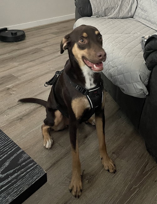 BELLE - Australian Kelpie / Hound available for adoption