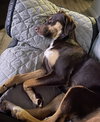 Belle - Photo 4