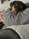 Belle - Photo 5