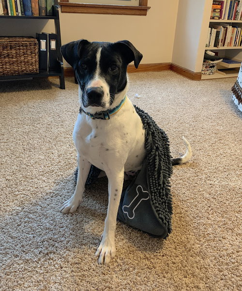 TONKS - Catahoula Leopard Dog / Boston Terrier available for adoption
