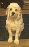 Charlie - Photo 3