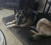 Bella - Photo 4