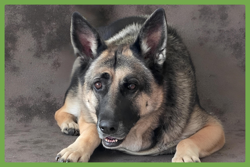 BELLA - German Shepherd Dog available for adoption