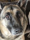 Bella - Photo 3