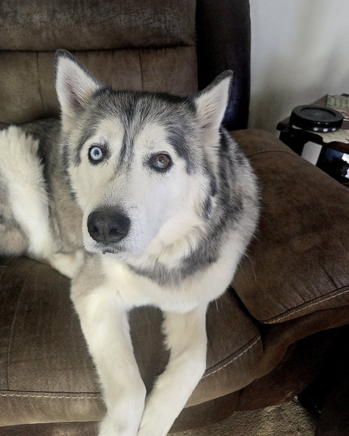 DAKOTA - Siberian Husky available for adoption