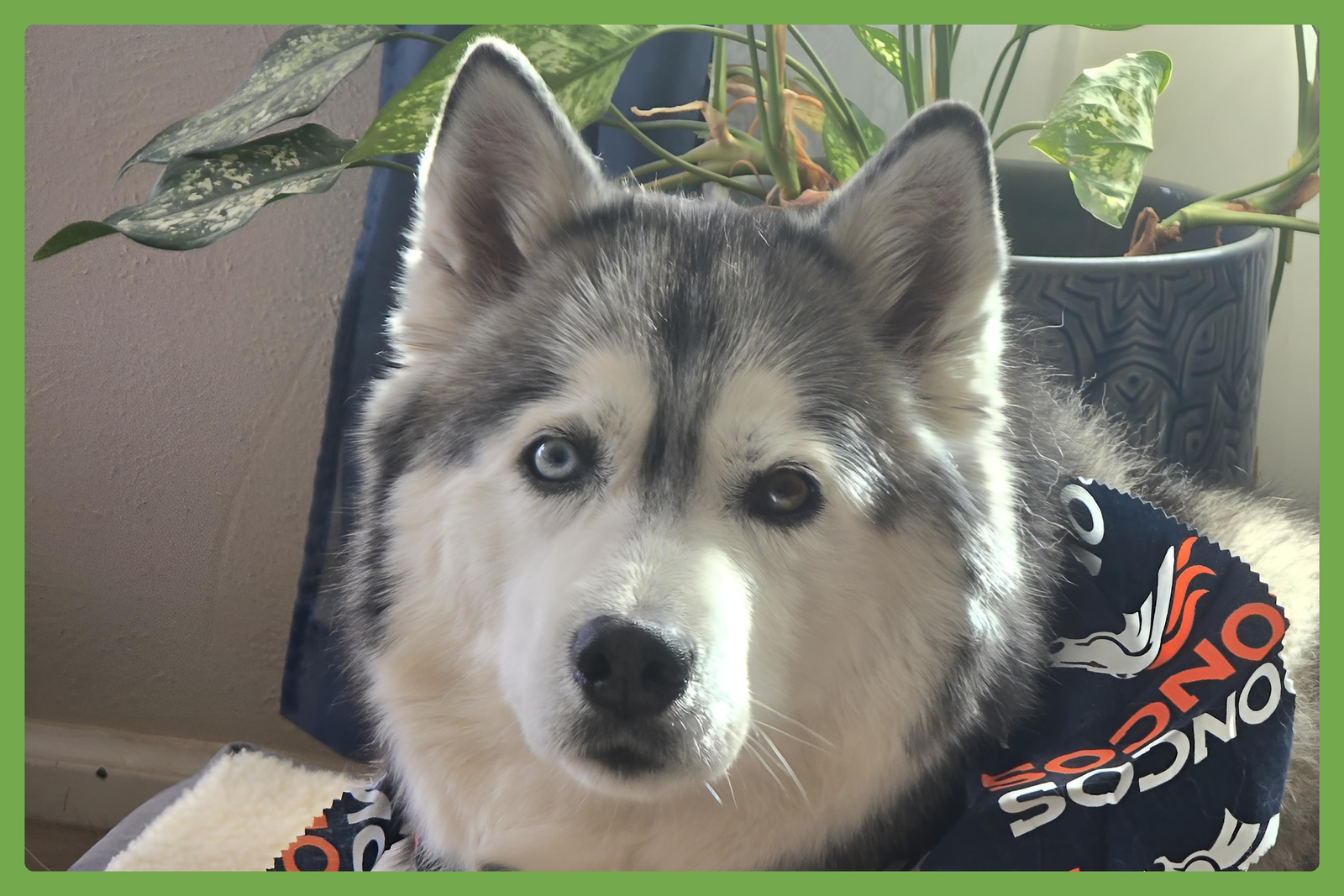 Dakota Image
