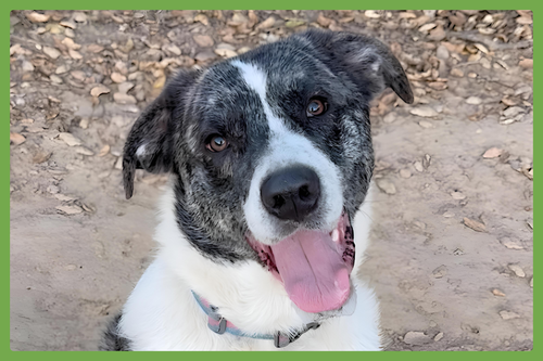 MEEP - Catahoula Leopard Dog available for adoption