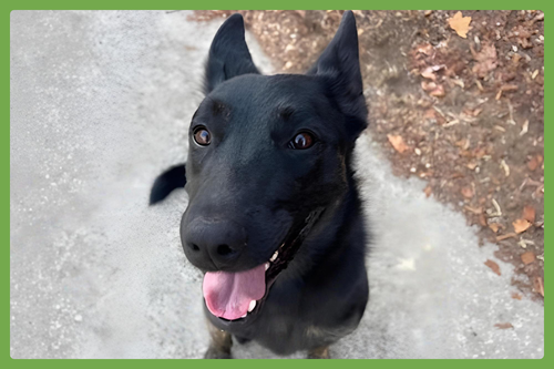 ZEUS - Dutch Shepherd / Belgian Shepherd Malinois available for adoption