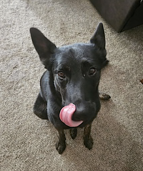 ZEUS - Dutch Shepherd / Belgian Shepherd Malinois available for adoption