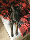 Zeus - Photo 5