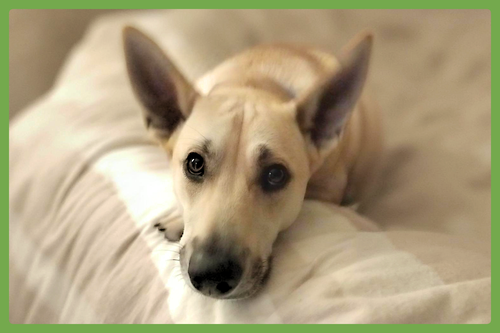 FREYA - German Shepherd Dog / Shepherd available for adoption