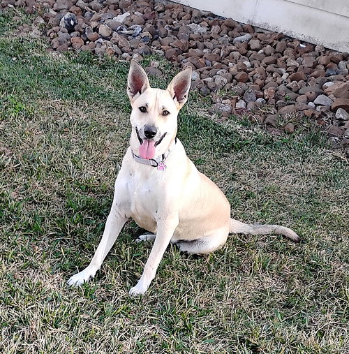 FREYA - German Shepherd Dog / Shepherd available for adoption