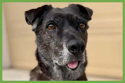 SALLY - Labrador Retriever available for adoption