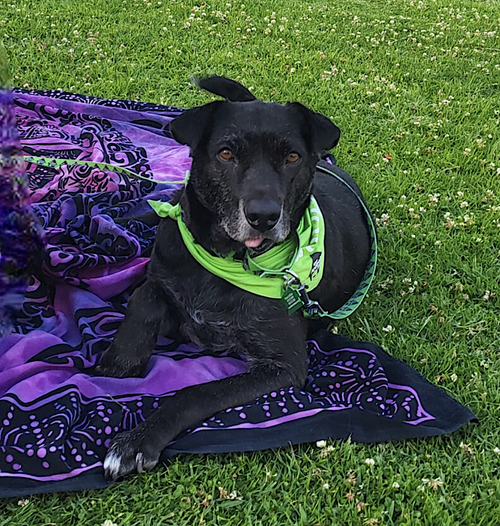 SALLY - Labrador Retriever available for adoption