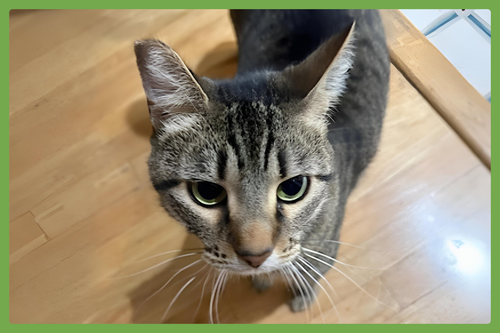 EMMY - Domestic Short Hair available for adoption