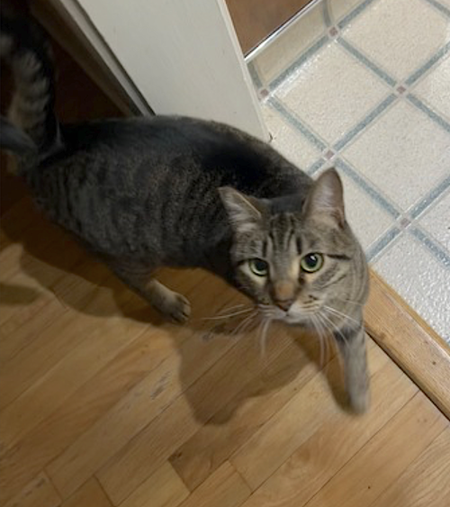 EMMY - Domestic Short Hair available for adoption