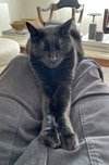 Sawyer - Photo 3