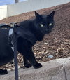 Sawyer - Photo 4