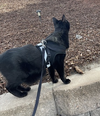 Sawyer - Photo 8