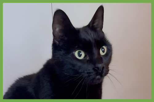 SAWYER - Domestic Short Hair available for adoption