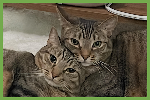 ICHIRO AND JIRO - Domestic Short Hair available for adoption