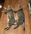 Ichiro and Jiro - Photo 2