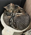 Ichiro and Jiro - Photo 4
