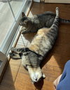 Ichiro and Jiro - Photo 7
