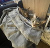Ichiro and Jiro - Photo 8