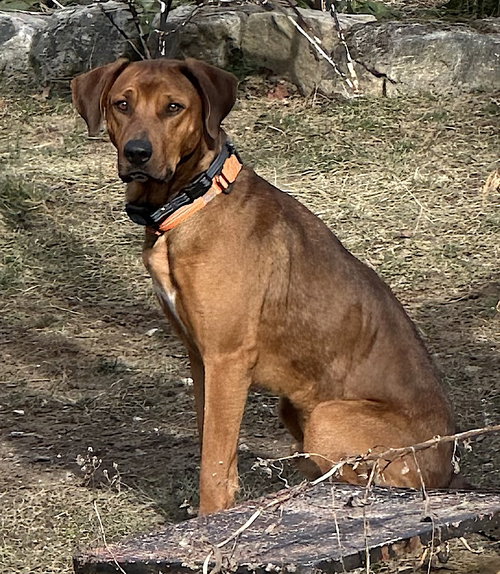 BEAU DUKE - Redbone Coonhound / Hound available for adoption