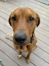 Beau Duke - Photo 3