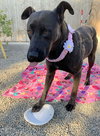 Adelina - Photo 5