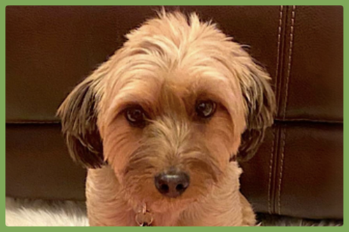 OLLIE - Yorkshire Terrier Yorkie / Dachshund available for adoption