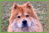 Muffy - Photo 1