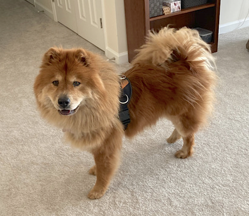MUFFY - Chow Chow available for adoption