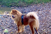 Muffy - Photo 3