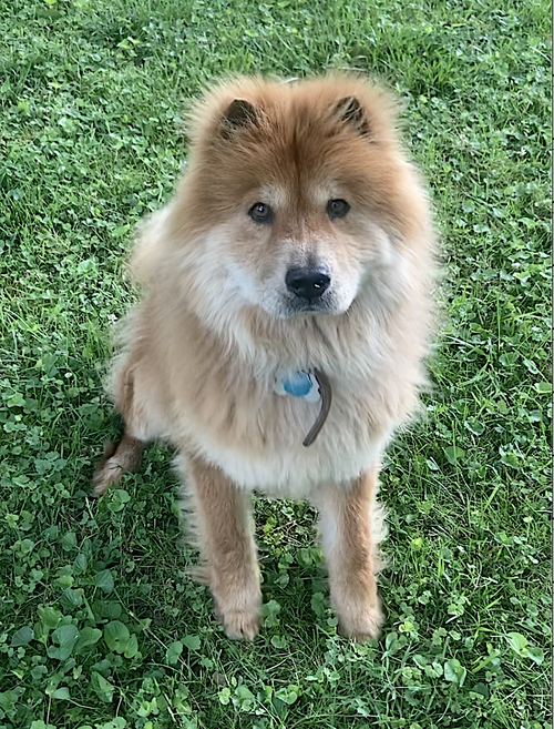 MUFFY - Chow Chow available for adoption