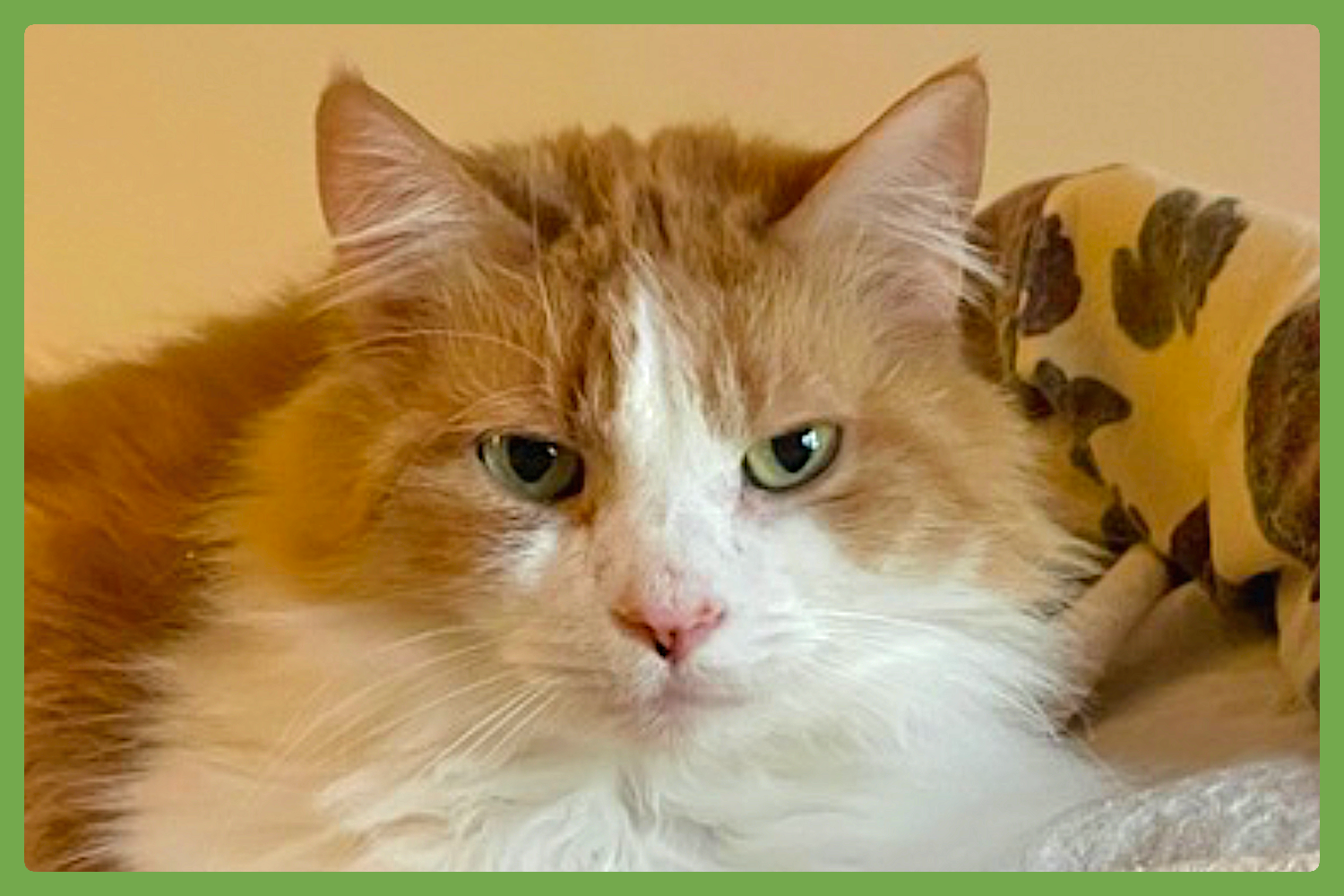 Marmalade Image