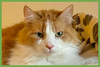 Marmalade - Photo 1