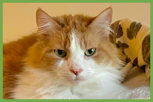 MARMALADE - Domestic Medium Hair available for adoption