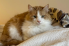 Marmalade - Photo 7