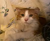 Marmalade - Photo 4